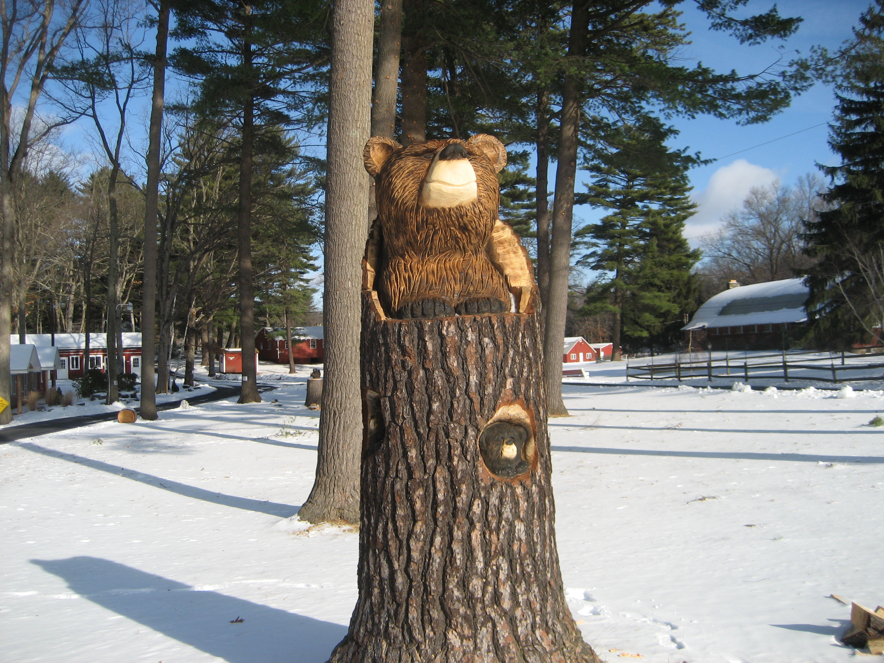 New bear in the grove. See the little baby bear in the tree.