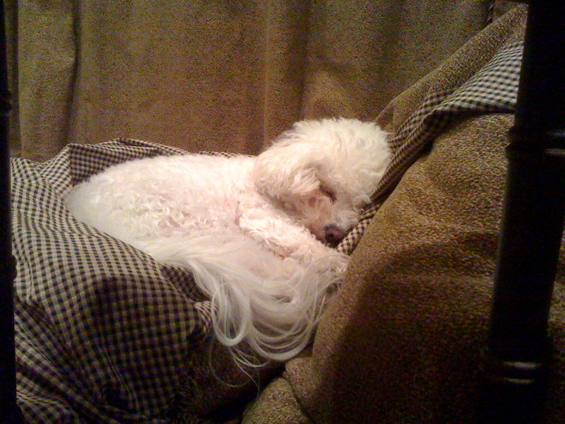 Bella, exhausted after all the holiday festivities!